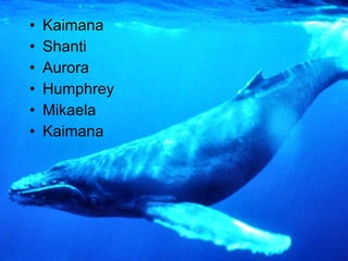 Kaimana Shanti Aurora Humphrey  Mikaela  Kaimana  