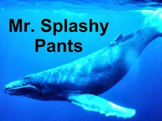 Mr. Splashy Pants 