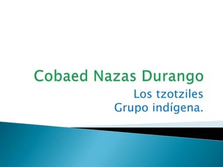 Cobaed Nazas Durango Los tzotziles   Grupo indígena. 