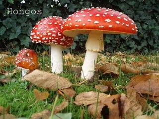 Hongos 