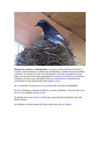 Aves vecinas