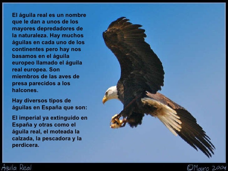 aguila_real aguila_real