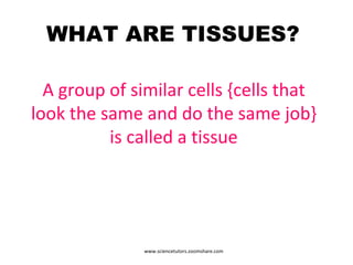 WHAT ARE TISSUES?  A group of similar cells {cells that look the same and do the same job} is called a tissue www.sciencetutors.zoomshare.com 