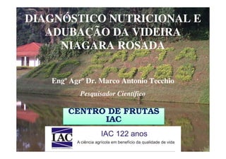 DIAGNÓSTICO NUTRICIONAL E
   ADUBAÇÃO DA VIDEIRA
     NIAGARA ROSADA


   Engº Agrº Dr. Marco Antonio Tecchio
           Pesquisador Científico

       CENTRO DE FRUTAS
             IAC
 