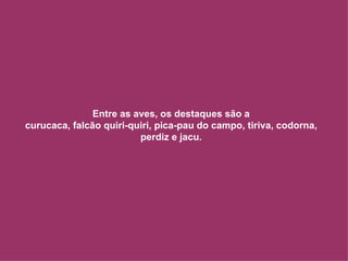 Entre as aves, os destaques são a curucaca, falcão quiri-quiri, pica-pau do campo, tiriva, codorna, perdiz e jacu. 