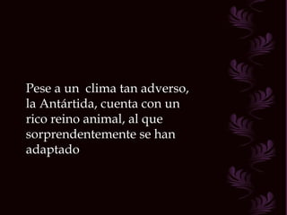 Pese a un  clima tan adverso, la Antártida, cuenta con un rico reino animal, al que sorprendentemente se han adaptado  