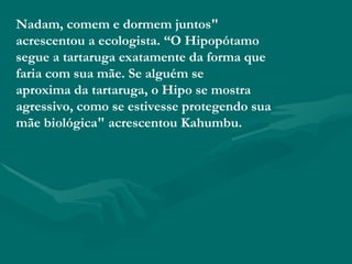 Nadam, comem e dormem juntos" acrescentou a ecologista. “O Hipopótamo segue a tartaruga exatamente da forma que faria com sua mãe. Se alguém se aproxima da tartaruga, o Hipo se mostra agressivo, como se estivesse protegendo sua mãe biológica" acrescentou Kahumbu. 