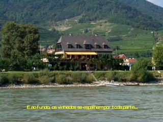 E ao fundo, os vinhedos se espalham por toda parte... 