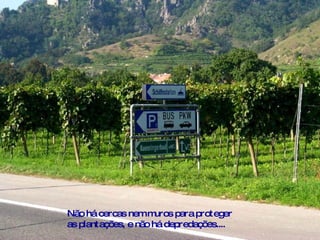 Não há cercas nem muros para proteger as plantações, e não há depredações....  