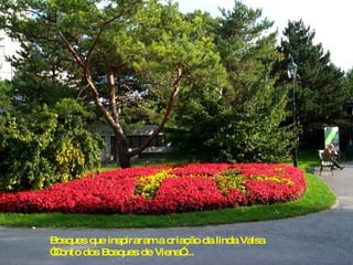 Bosques que inspiraram a criação da linda Valsa “ Conto dos Bosques de Viena”.... 