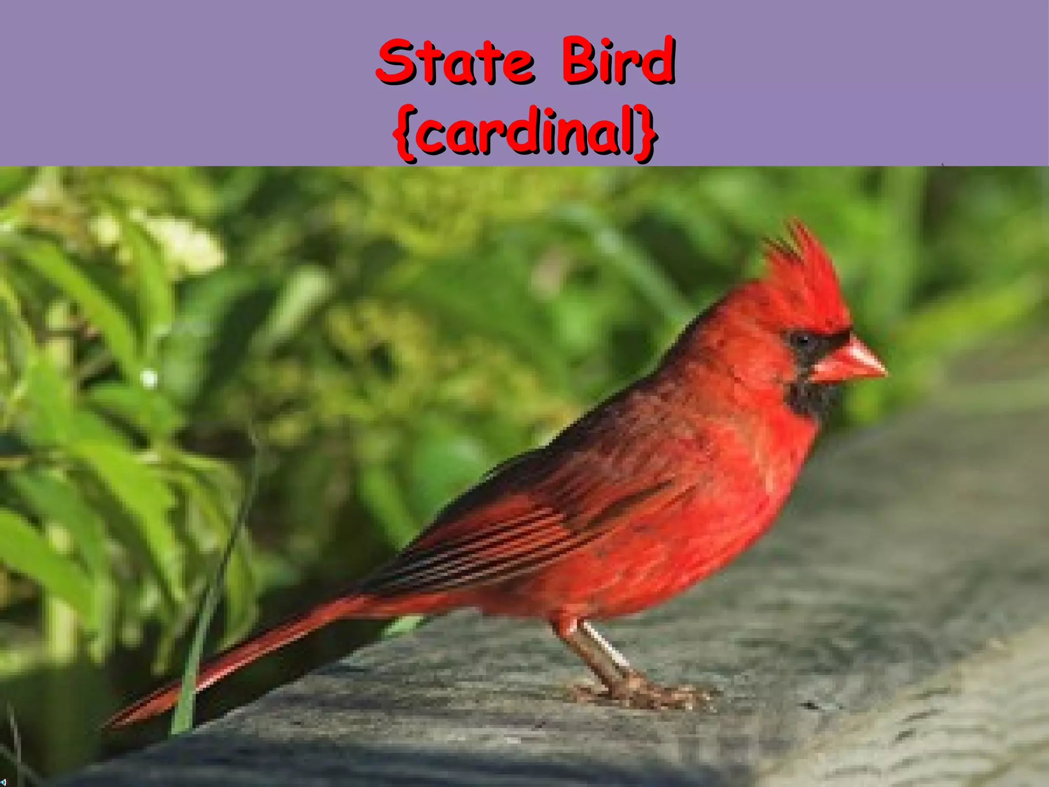 State Bird {cardinal} 