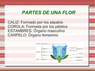 PARTES DE UNA FLOR CALIZ: Formado por los sépalos