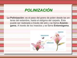 ESTAMBRES: Órgano masculino