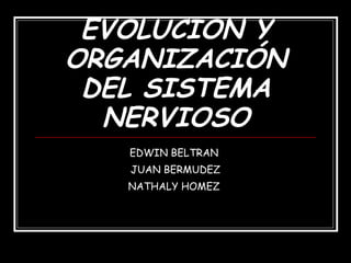 EVOLUCION Y ORGANIZACIÓN DEL SISTEMA NERVIOSO EDWIN BELTRAN  JUAN BERMUDEZ NATHALY HOMEZ  