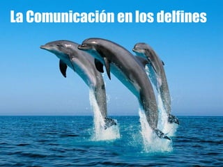 La Comunicación en los delfines 