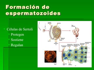 Formación de espermatozoides Células de Sertoli Protegen Sostiene Regulan 
