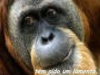 tem sido um lamento.

 