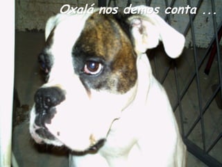 Oxalá nos demos conta ...

 