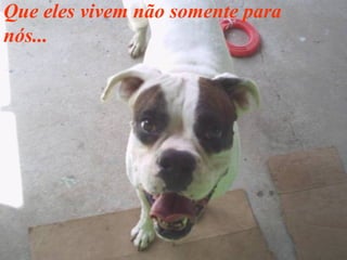 Que eles vivem não somente para
nós...

 