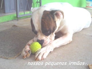 nossos pequenos irmãos...

 