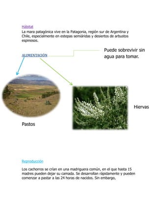 Hábitat<br />La mara patagónica vive en la Patagonia, región sur de Argentina y Chile, especialmente en estepas semiáridas y desiertos de arbustos espinosos.<br />Puede sobrevivir sin agua para tomar. <br />ALIMENTACIÓN                                                                    <br />-1108710160020 <br />PastosHiervas304800353695<br />                                          <br />                                                                                                                        <br />[Reproducción<br />Los cachorros se crían en una madriguera común, en el que hasta 15 madres pueden dejar su camada. Se desarrollan rápidamente y pueden comenzar a pastar a las 24 horas de nacidos. Sin embargo, permanecen en la madriguera hasta cuatro meses mientras las madres los visitan varias veces al día para amamantarlos.<br />1043940277495<br />Peligro de extinción.<br />La población salvaje se encuentra en disminución, aunque la mara no está listada como especie amenazada o en peligro de extinción. Las provincias patagónicas la tienen como especie protegida.<br />Comportamiento.<br />Se define por su condición monógama, poco común entre los roedores, y se aparea de por vida.<br />Morfología externa<br />Roedor de gran tamaño que puede alcanzar los 16 Kg de peso. <br />Sus patas son largas y finas, más largas las traseras que las delanteras. <br />Las extremidades anteriores poseen uñas en forma de garras mientras que las posteriores tienen forma de pequeñas pezuñas. <br />La estructura corporal y la forma de desplazarse a saltos, recuerda a las autenticas liebres, de ahí que sea vulgarmente conocidas con este nombre. <br />Su pelaje es denso, grisáceo en las partes superiores y más claro en las inferiores.<br />2247901892303253740236855<br />]<br />