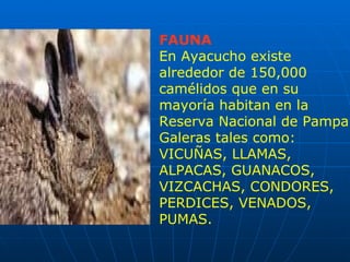 FAUNA
En Ayacucho existe
alrededor de 150,000
camélidos que en su
mayoría habitan en la
Reserva Nacional de Pampa
Galeras tales como:
VICUÑAS, LLAMAS,
ALPACAS, GUANACOS,
VIZCACHAS, CONDORES,
PERDICES, VENADOS,
PUMAS.
 