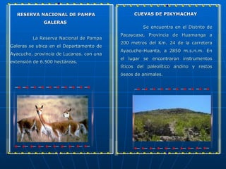 RESERVA NACIONAL DE PAMPA                    CUEVAS DE PIKYMACHAY
              GALERAS
                                                   Se encuentra en el Distrito de
                                          Pacaycasa, Provincia de Huamanga a
         La Reserva Nacional de Pampa
                                          200 metros del Km. 24 de la carretera
Galeras se ubica en el Departamento de
                                          Ayacucho-Huanta, a 2850 m.s.n.m. En
Ayacucho, provincia de Lucanas. con una
                                          el lugar se encontraron instrumentos
extensión de 6.500 hectáreas.
                                          líticos del paleolítico andino y restos
                                          óseos de animales.
 