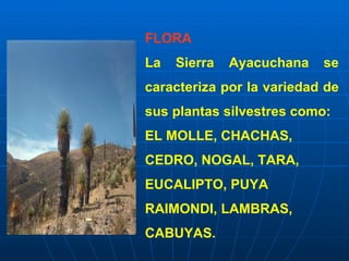 FLORA
La   Sierra   Ayacuchana   se
caracteriza por la variedad de
sus plantas silvestres como:
EL MOLLE, CHACHAS,
CEDRO, NOGAL, TARA,
EUCALIPTO, PUYA
RAIMONDI, LAMBRAS,
CABUYAS.
 