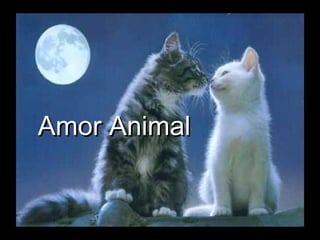 Amor Animal 