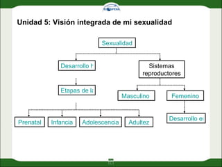 Unidad 5: Visión integrada de mi sexualidad Sexualidad Desarrollo humano Etapas de la vida Adultez Adolescencia Infancia Prenatal Sistemas reproductores Femenino Masculino  Desarrollo embrionario 