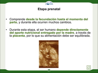 Etapa prenatal <ul><li>Comprende  desde la fecundación hasta el momento del parto , y durante ella ocurren muchos cambios....