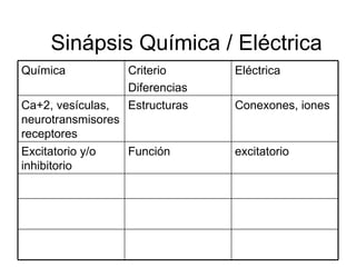 Sinápsis Química / Eléctrica excitatorio Función Excitatorio y/o inhibitorio Conexones, iones  Estructuras Ca+2, vesículas...