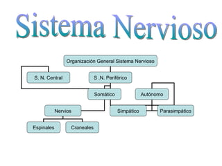 Sistema Nervioso Organización General Sistema Nervioso S. N. Central S .N. Periférico Somático Autónomo Nervios Espinales ...