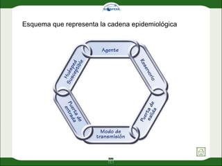 Esquema que representa la cadena epidemiológica 