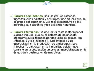 Barreras secundarias : son las células llamadas fagocitos, que engloban y destruyen todo aquello que no es propio del organismo. Los fagocitos incluyen a los macrófagos, neutrófilos y los asesinos naturales. Barreras terciarias : se encuentra representada por el sistema inmune, que es el sistema de defensa del organismo. Está formado por dos tipos de células: los linfocitos B y los linfocitos T. Los linfocitos B se especializan en la producción de anticuerpos. Los linfocitos T, participan en la inmunidad celular, que  consiste en la producción de células especializadas en la detección y destrucción de microbios. 