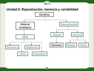 Unidad 5: Reproducción, herencia y variabilidad Genética Reproducción Material hereditario ADN Mutaciones Unión Replicación Estructura Asexual Sexual Gametos Otros  Plantas  