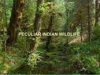 PECULIAR INDIAN WILDLIFE 
