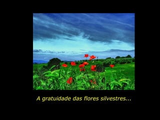A gratuidade das flores silvestres... 