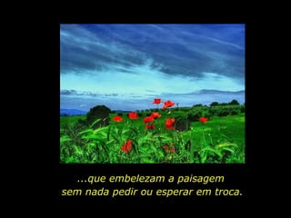 ...que embelezam a paisagem  sem nada pedir ou esperar em troca. 