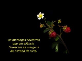 Os morangos silvestres que em silêncio  florescem às margens da estrada da Vida. 