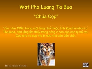 Wat Pha Luang Ta Bua   “ Chùa Cọp ” Vào năm 1999, trong một làng nhỏ thuộc tỉnh  Kanchanaburi  ở  Thailand , dân làng tìm thấy trong rừng 2 con cọp con bị bỏ rơi.  Cọp cha và cọp mẹ bị các nhà săn bắn chết. Bấm vào  mỗi slide để xem tiếp 