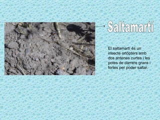 Saltamartí El saltamartí és un insecte ortòpters amb dos antenes curtes i les potes de darrere grans i fortes per poder saltar. 