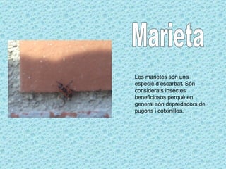 Marieta Les marietes son una especie d’escarbat. Són considerats insectes beneficiosos perquè en general són depredadors de pugons i cotxinilles.  