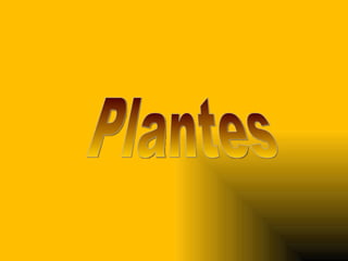 Plantes 