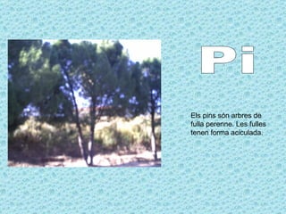Pi Els pins són arbres de fulla perenne. Les fulles tenen forma aciculada. 