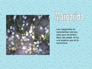 Margarida Les margarides és caracteritzen pel seu color groc al centre i blanc als pètals. Hi ha una espècie que és la camomil·la. 