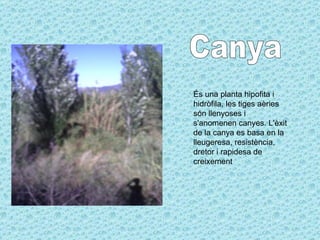 Canya És una planta hipofita i hidròfila, les tiges aèries són llenyoses i s'anomenen canyes. L'èxit de la canya es basa en la lleugeresa, resistència, dretor i rapidesa de creixement  