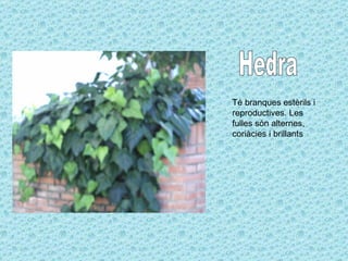 Hedra Té branques estèrils i reproductives. Les fulles són alternes, coriàcies i brillants  