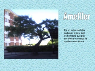 Ametller És un arbre de fulla caduca i el seu fruit és l’ametlla que pot ser dolça o amarga la qual és molt tòxica. 