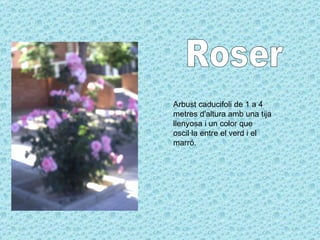 Roser Arbust caducifoli de 1 a 4 metres d'altura amb una tija llenyosa i un color que oscil·la entre el verd i el marró.  
